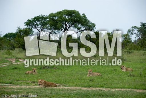 Löwen (44 von 69).jpg